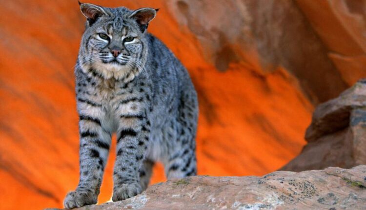 سری بیست و نهم عکس زمینه های متنوع با کیفیت   Wallpapers