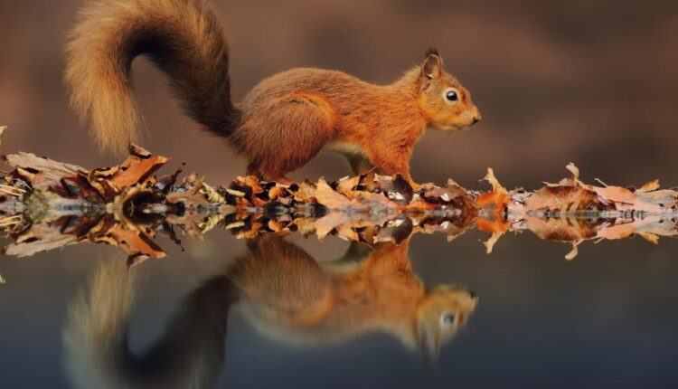 سری بیست و نهم عکس زمینه های متنوع با کیفیت   Wallpapers