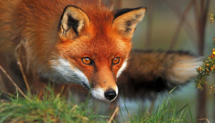 سری بیست و نهم عکس زمینه های متنوع با کیفیت   Wallpapers