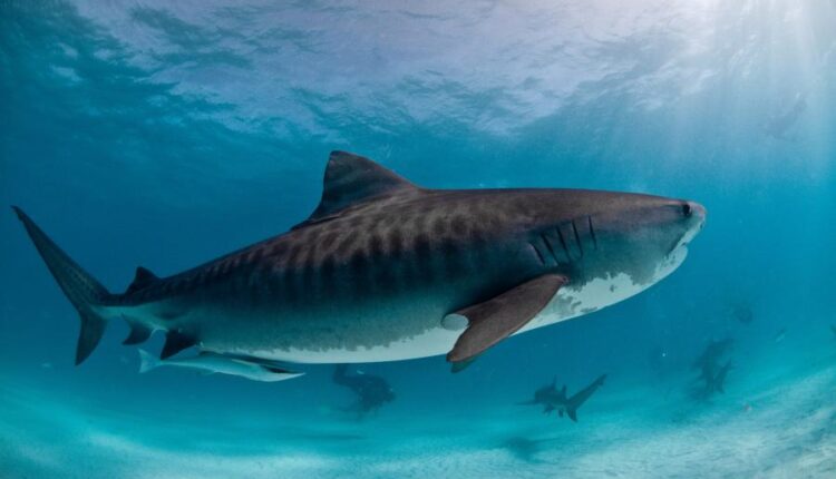 سری بیست و نهم عکس زمینه های متنوع با کیفیت   Wallpapers