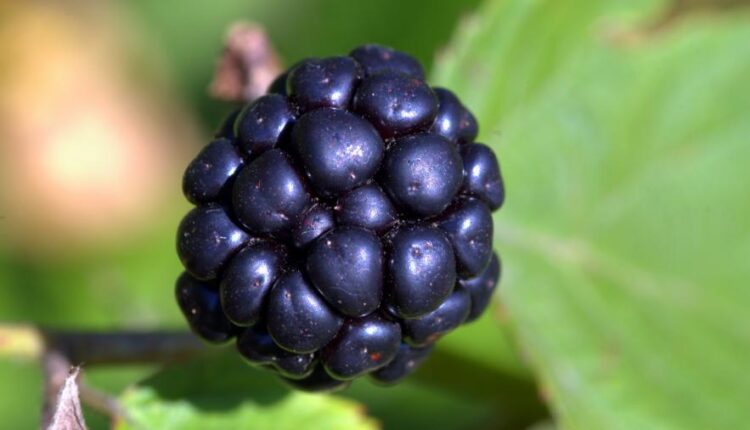 سری بیست و نهم عکس زمینه های متنوع با کیفیت   Wallpapers