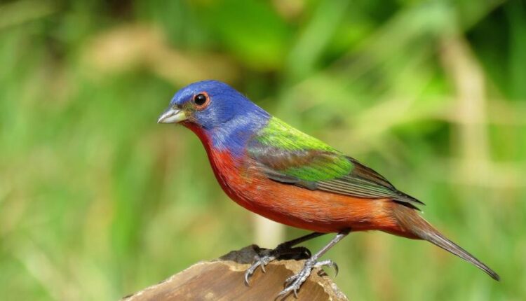 سری بیست و نهم عکس زمینه های متنوع با کیفیت   Wallpapers