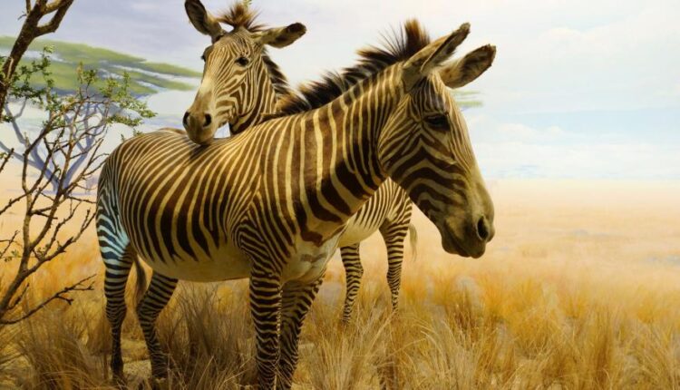 سری سی ام عکس زمینه های متنوع با کیفیت   Wallpapers