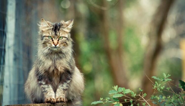 سری سی ام عکس زمینه های متنوع با کیفیت   Wallpapers