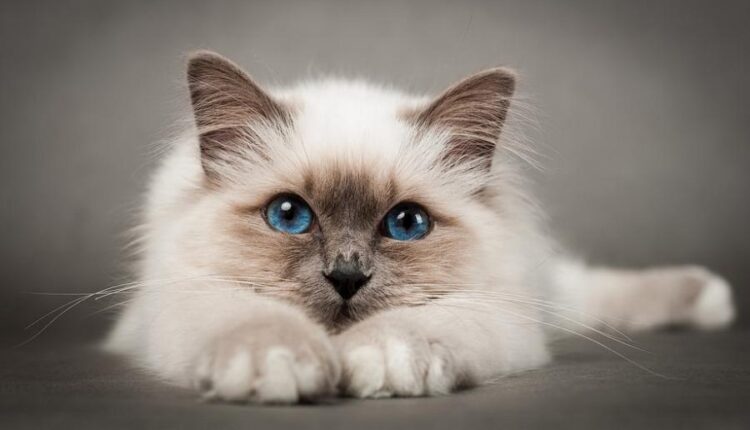 سری سی ام عکس زمینه های متنوع با کیفیت   Wallpapers