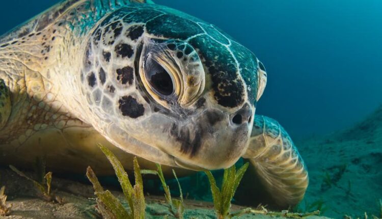 سری سی ام عکس زمینه های متنوع با کیفیت   Wallpapers