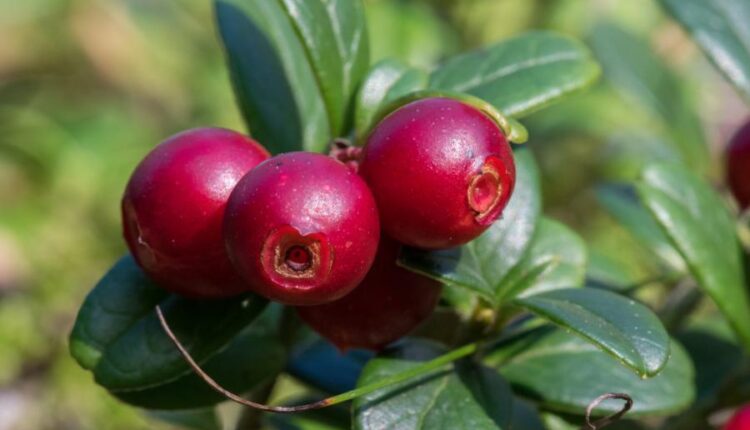 سری سی ام عکس زمینه های متنوع با کیفیت   Wallpapers