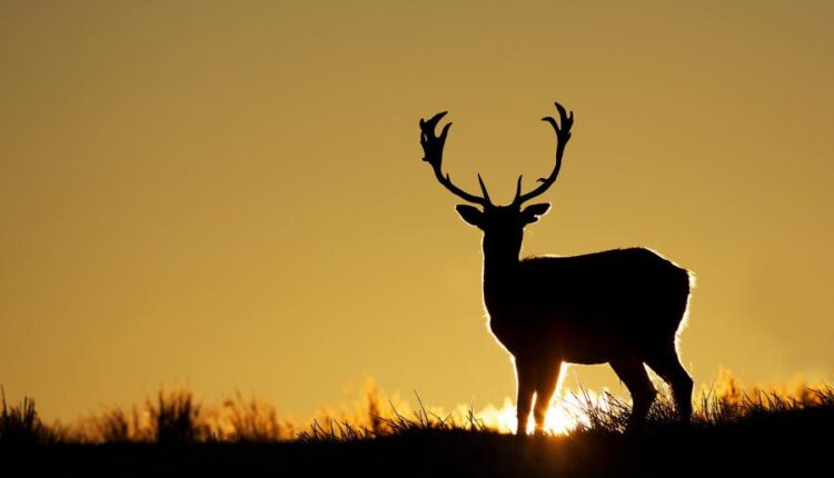 سری سی ام عکس زمینه های متنوع با کیفیت   Wallpapers