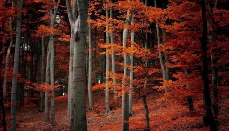 سری سی ام عکس زمینه های متنوع با کیفیت   Wallpapers