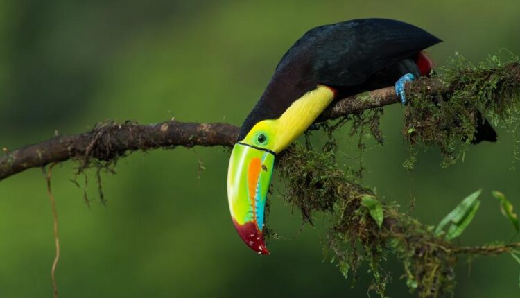 سری سی و یکم بک گراند های متنوع با کیفیت   Wallpapers