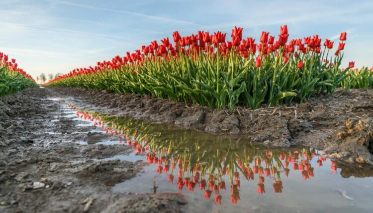 سری سی و یکم بک گراند های متنوع با کیفیت   Wallpapers