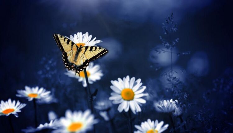 سری سی و یکم بک گراند های متنوع با کیفیت   Wallpapers