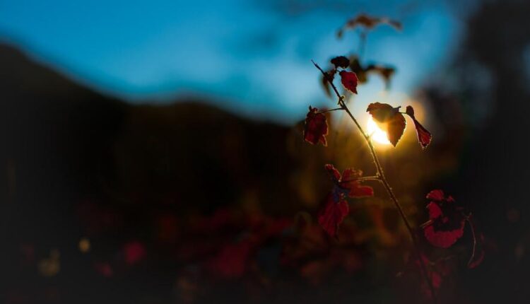 سری سی و یکم بک گراند های متنوع با کیفیت   Wallpapers