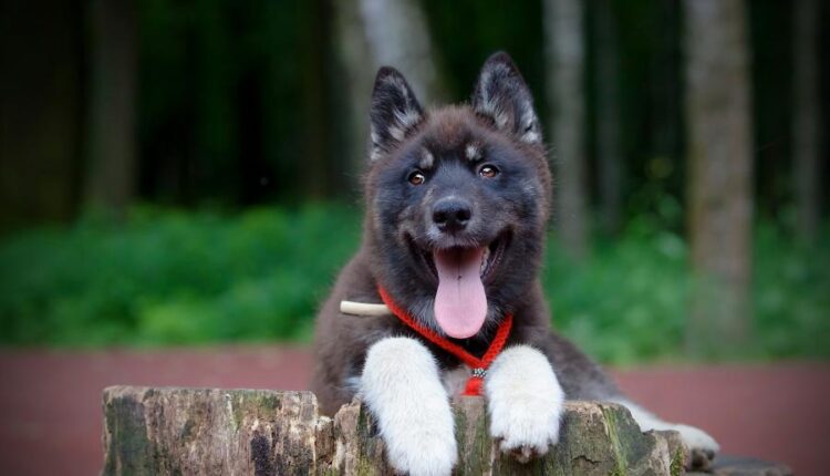 سری سی و یکم بک گراند های متنوع با کیفیت   Wallpapers