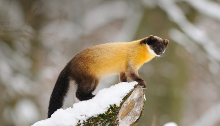 سری سی و یکم بک گراند های متنوع با کیفیت   Wallpapers