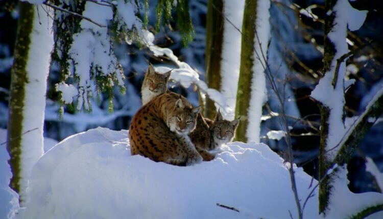 سری سی و یکم بک گراند های متنوع با کیفیت   Wallpapers