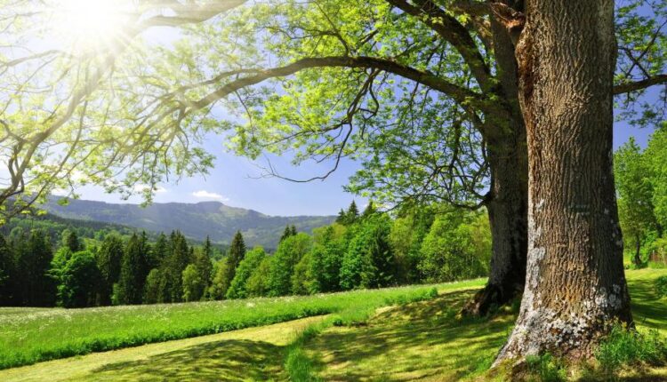 سری سی و یکم بک گراند های متنوع با کیفیت   Wallpapers