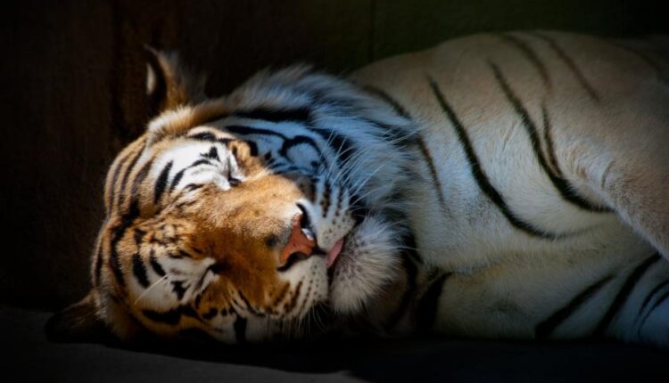 سری سی و یکم بک گراند های متنوع با کیفیت   Wallpapers