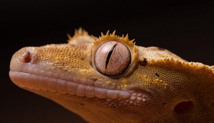 سری سی و دوم بک گراند های متنوع با کیفیت   Wallpapers