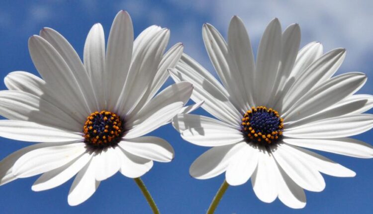 سری سی و دوم بک گراند های متنوع با کیفیت   Wallpapers