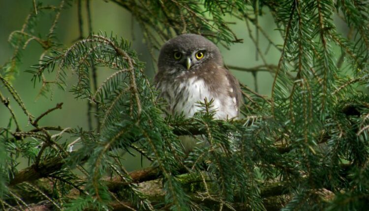 سری سی و دوم بک گراند های متنوع با کیفیت   Wallpapers