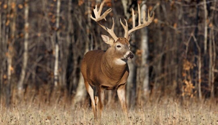 سری سی و دوم بک گراند های متنوع با کیفیت   Wallpapers