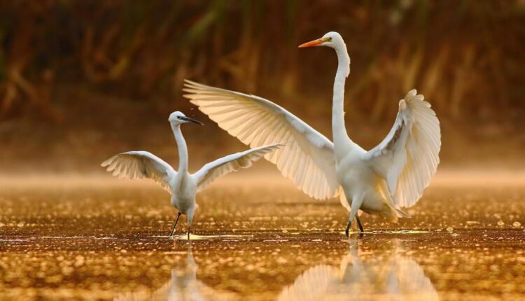 سری سی و دوم بک گراند های متنوع با کیفیت   Wallpapers