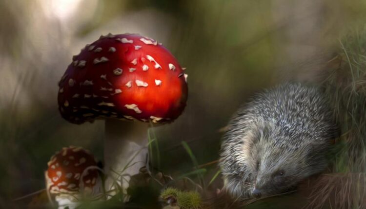 سری سی و دوم بک گراند های متنوع با کیفیت   Wallpapers