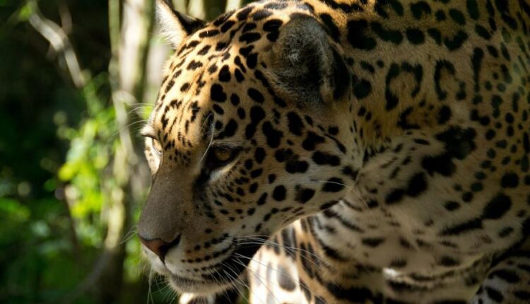 سری سی و دوم بک گراند های متنوع با کیفیت   Wallpapers