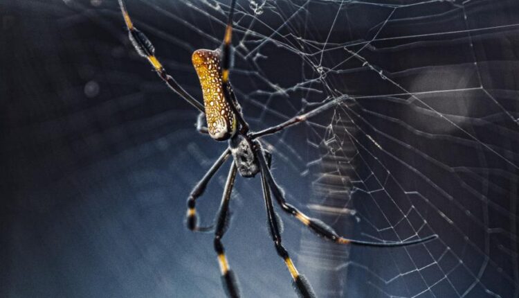 سری سی و دوم بک گراند های متنوع با کیفیت   Wallpapers