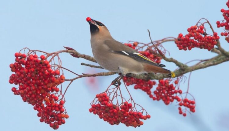 سری سی و دوم بک گراند های متنوع با کیفیت   Wallpapers