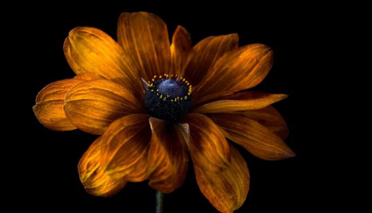 سری سی و دوم بک گراند های متنوع با کیفیت   Wallpapers