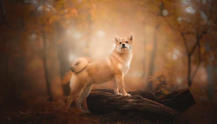 سری سی و دوم بک گراند های متنوع با کیفیت   Wallpapers