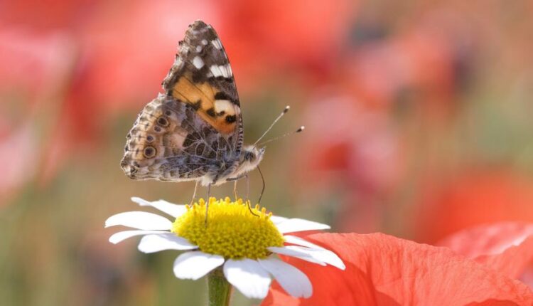 سری سی و دوم بک گراند های متنوع با کیفیت   Wallpapers