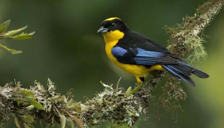 سری سی و دوم بک گراند های متنوع با کیفیت   Wallpapers