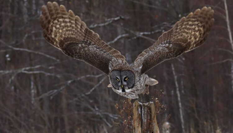 سری سی و دوم بک گراند های متنوع با کیفیت   Wallpapers