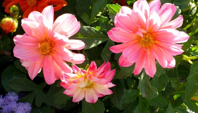 سری سی و دوم بک گراند های متنوع با کیفیت   Wallpapers