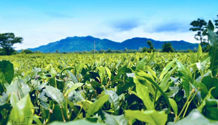 سری سی و دوم بک گراند های متنوع با کیفیت   Wallpapers