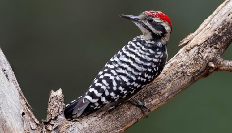 سری سی و دوم بک گراند های متنوع با کیفیت   Wallpapers