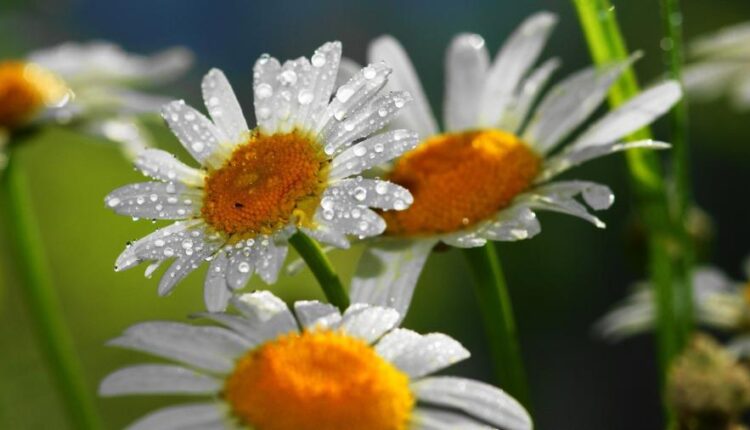 سری سی و دوم بک گراند های متنوع با کیفیت   Wallpapers