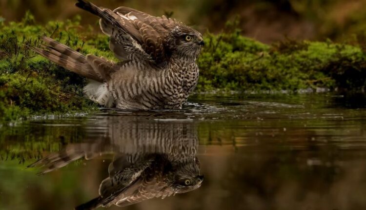 سری سی و سوم والپیپر های متنوع با کیفیت   Wallpapers