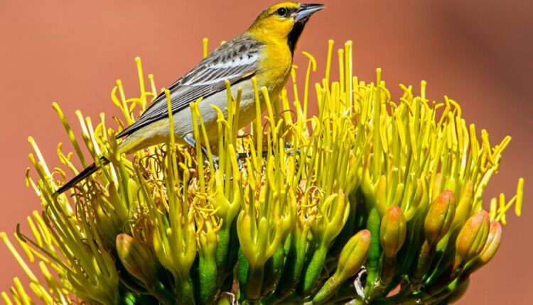 سری سی و سوم والپیپر های متنوع با کیفیت   Wallpapers