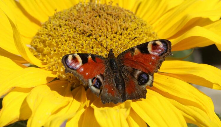 سری سی و سوم والپیپر های متنوع با کیفیت   Wallpapers