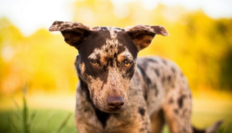 سری سی و سوم والپیپر های متنوع با کیفیت   Wallpapers