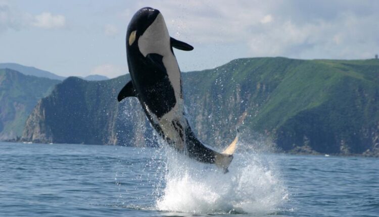 سری سی و سوم والپیپر های متنوع با کیفیت   Wallpapers