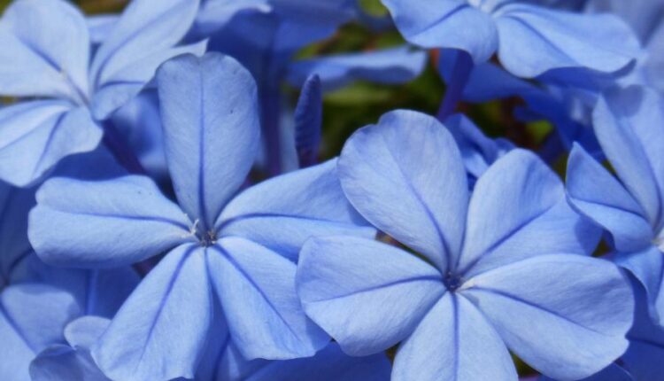 سری سی و سوم والپیپر های متنوع با کیفیت   Wallpapers