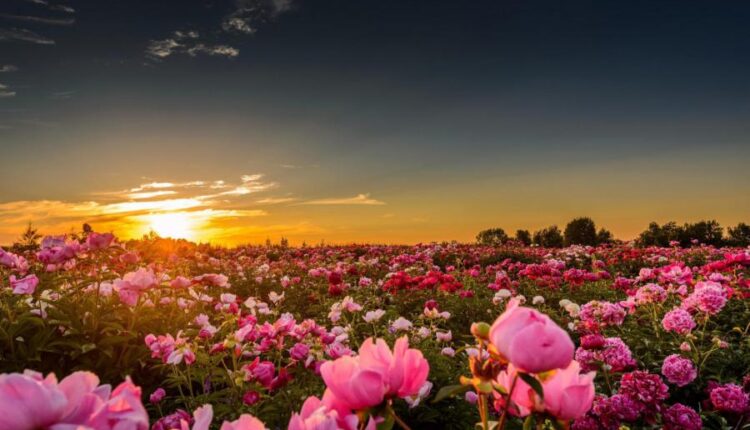 سری سی و سوم والپیپر های متنوع با کیفیت   Wallpapers