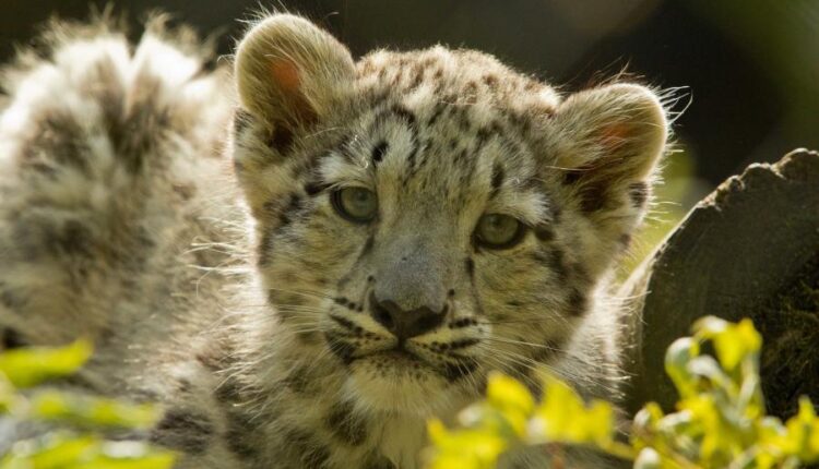 سری سی و سوم والپیپر های متنوع با کیفیت   Wallpapers