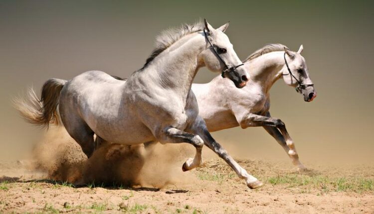 سری سی و سوم والپیپر های متنوع با کیفیت   Wallpapers