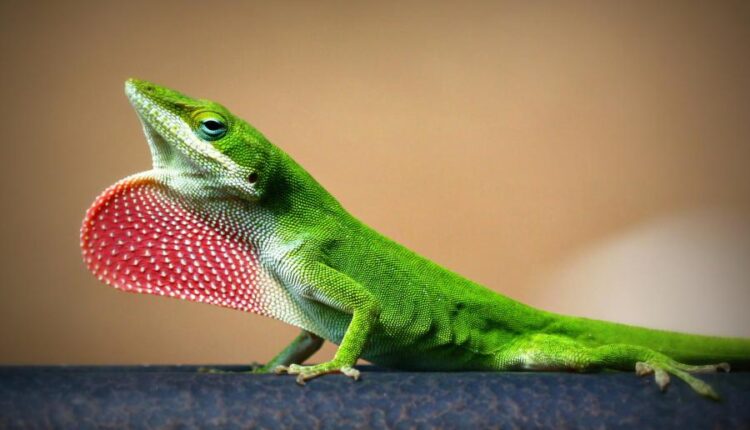 سری سی و سوم والپیپر های متنوع با کیفیت   Wallpapers